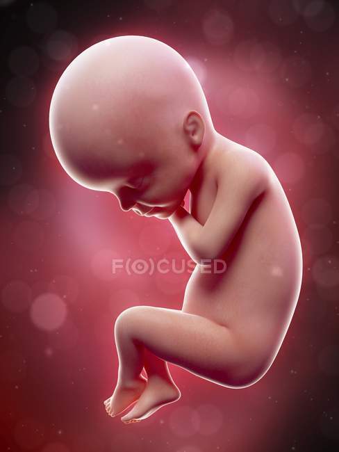 Ilustración del feto humano en la semana 24 término . - foto de stock