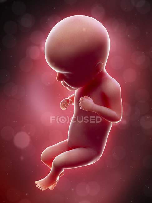 Ilustración del feto humano en la semana 26 . - foto de stock