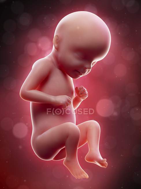 Ilustración del feto humano en la semana 29 término . - foto de stock