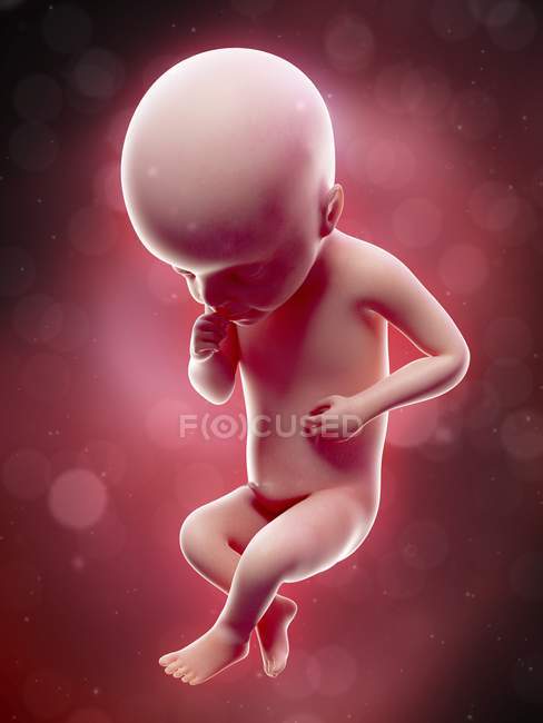 Illustration of human foetus on week 25 term. — Stock Photo