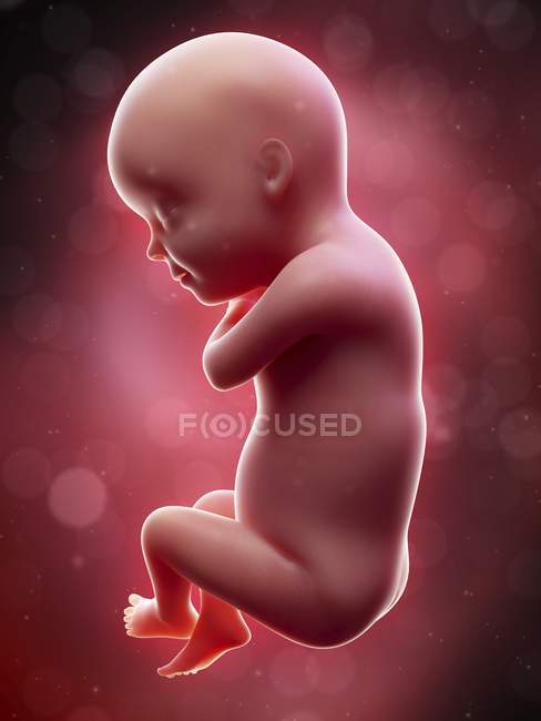 Ilustración del feto humano en la semana 30 término . - foto de stock