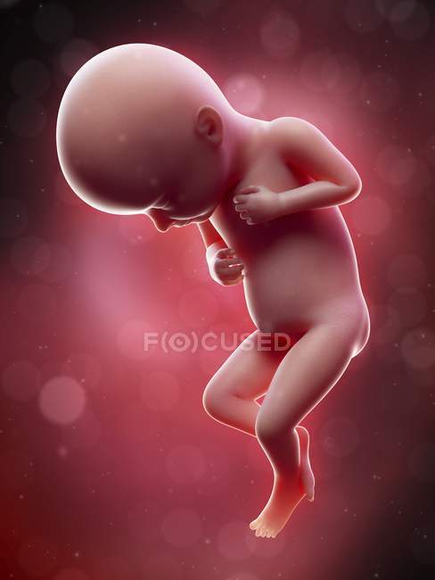 Ilustración del feto humano en la semana 32 término . - foto de stock