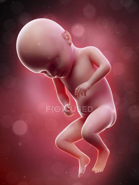 Ilustración del feto humano en la semana 31 . - foto de stock
