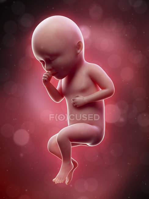 Ilustración del feto humano en la semana 34 . - foto de stock