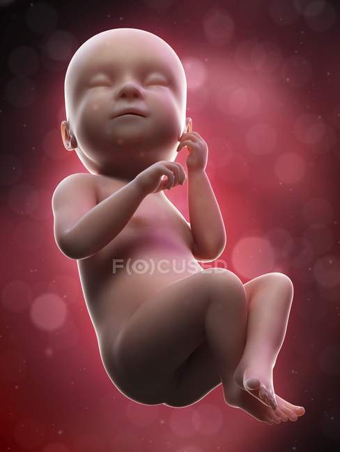 Ilustración del feto humano en la semana 38 término . - foto de stock