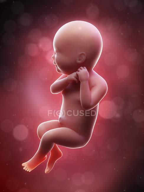 Illustrazione del feto umano alla settimana 40 termine
. — Foto stock