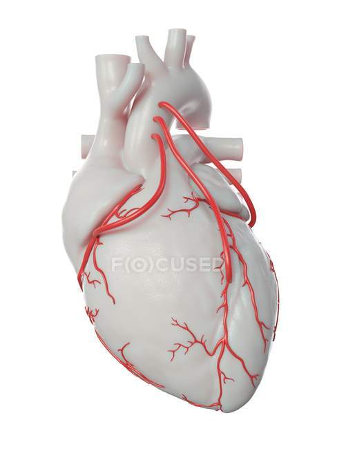 Illustration of three bypasses in human heart. — Stock Photo