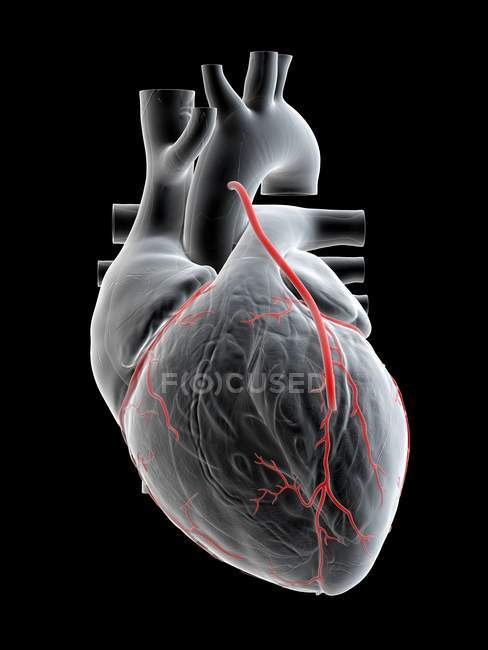 Illustration of bypass in human heart. — Stock Photo