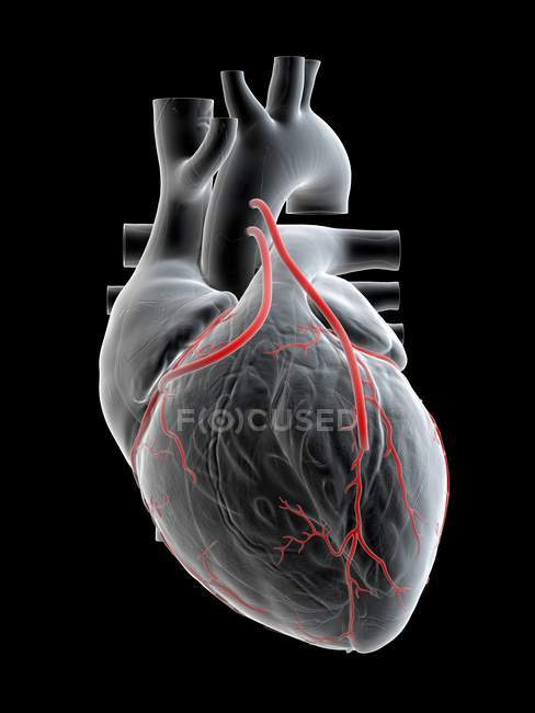 Ilustración de dos bypass en el corazón humano . - foto de stock