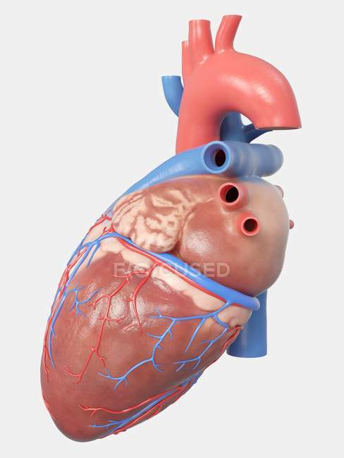 Illustration of human heart anatomy on grey background. — Stock Photo