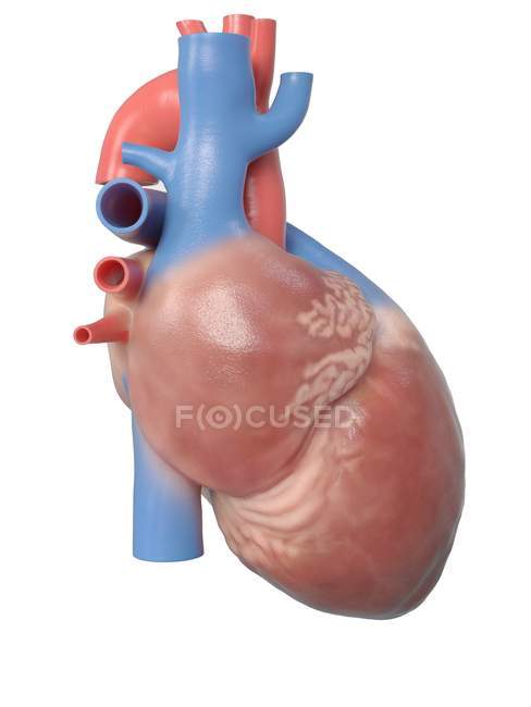 Ilustración de la anatomía del corazón humano sobre fondo blanco
. - foto de stock