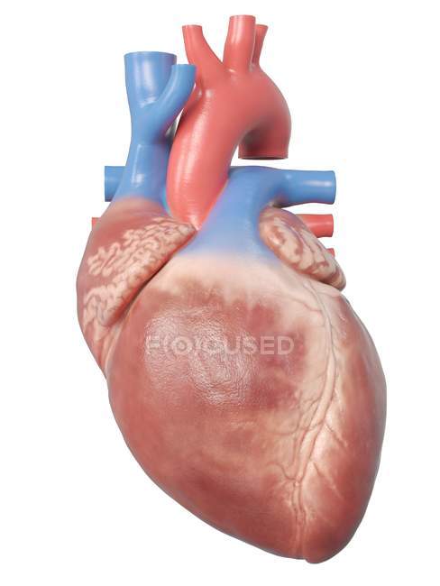 Ilustración de la anatomía del corazón humano sobre fondo azul
. - foto de stock