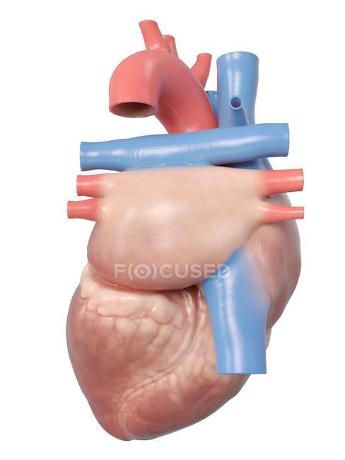 Ilustración de la anatomía del corazón humano sobre fondo blanco . - foto de stock