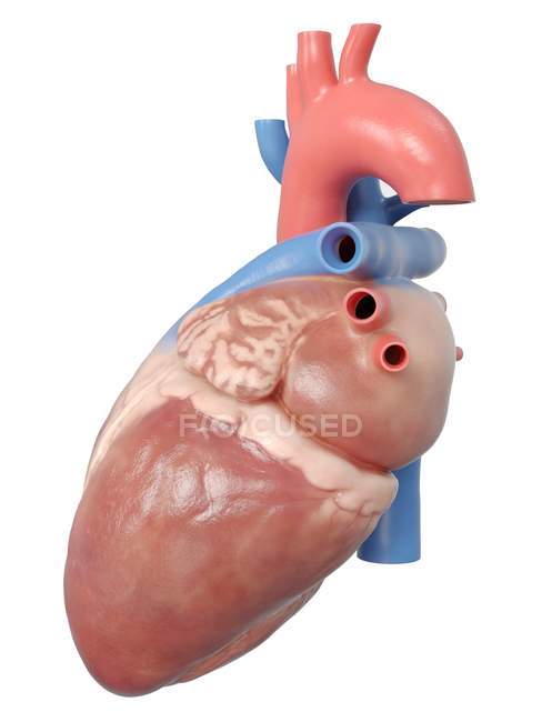 Ілюстрація Анатомія людського серця на білому тлі. — стокове фото