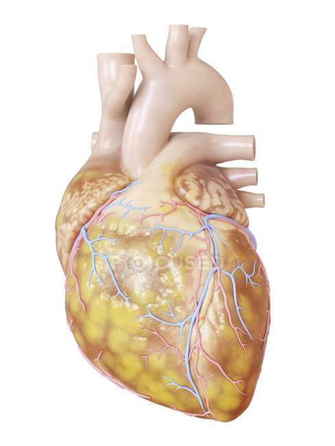 Illustration of fatty heart on white background. — Stock Photo