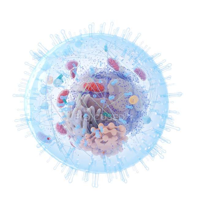 Medizinische Illustration der menschlichen Zellstruktur auf weißem Hintergrund. — Stockfoto