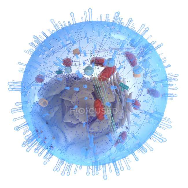 Ilustração médica da estrutura celular humana sobre fundo branco . — Fotografia de Stock