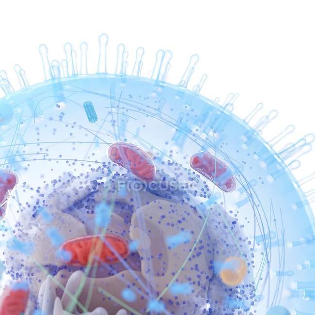 Illustrazione medica della struttura cellulare umana su sfondo bianco . — Foto stock