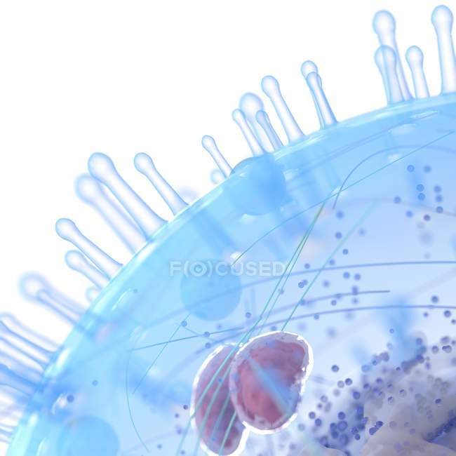 Ilustração médica da estrutura celular humana sobre fundo branco
. — Fotografia de Stock