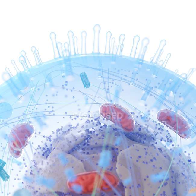 Медична ілюстрація структури людських клітин на білому тлі . — стокове фото