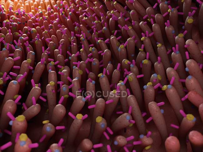Ilustración médica de bacterias en el intestino humano . - foto de stock