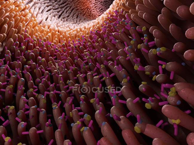 Цифровая анатомическая иллюстрация микробиома кишечника с ворсинками . — стоковое фото