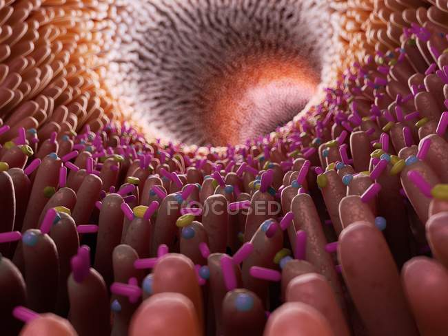 Ilustración médica de bacterias en el intestino humano . - foto de stock