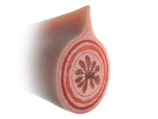 Illustrazione della sezione trasversale dell'intestino su sfondo bianco . — Foto stock