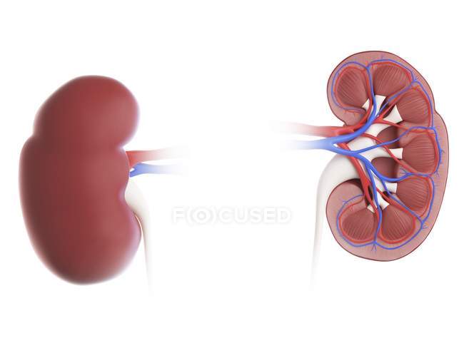 Illustrazione della sezione trasversale dei reni su sfondo bianco . — Foto stock