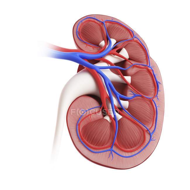 Ilustración de la sección transversal del riñón sobre fondo blanco . - foto de stock