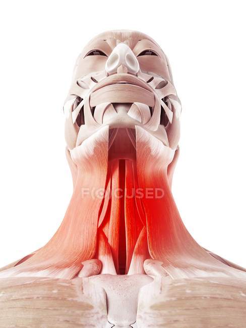 Ilustración de los músculos dolorosos del cuello sobre fondo blanco
. - foto de stock