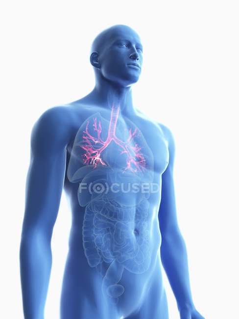Illustration de la silhouette bleue transparente du corps masculin avec bronches colorées
. — Photo de stock