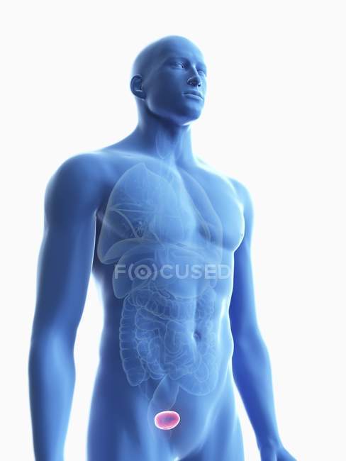 Ilustración de silueta azul transparente del cuerpo masculino con vejiga coloreada . - foto de stock