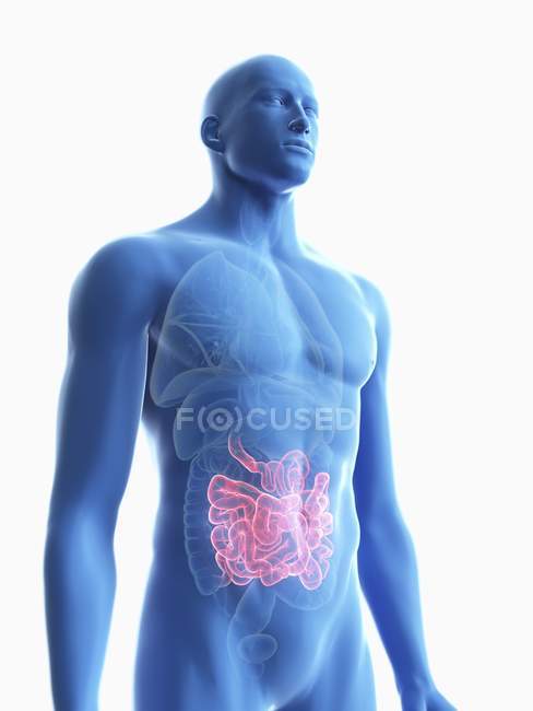 Ілюстрація прозорого синього силуету чоловічого тіла з кольоровим дрібним кишечником . — стокове фото