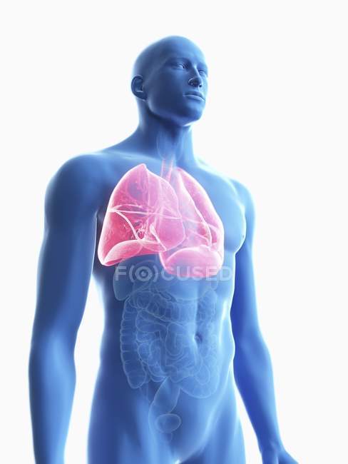 Illustration of transparent blue silhouette of male body with colored lungs. — Stock Photo