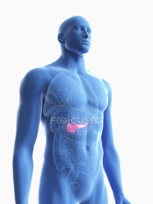 Ilustração da silhueta azul transparente do corpo masculino com pâncreas colorido . — Fotografia de Stock