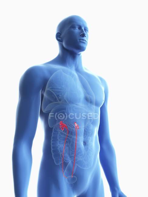 Ilustración de silueta azul transparente del cuerpo masculino con uréteres de colores . - foto de stock