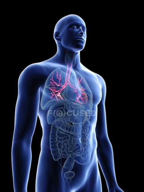 Ilustración de silueta azul transparente del cuerpo masculino con bronquios de colores . - foto de stock