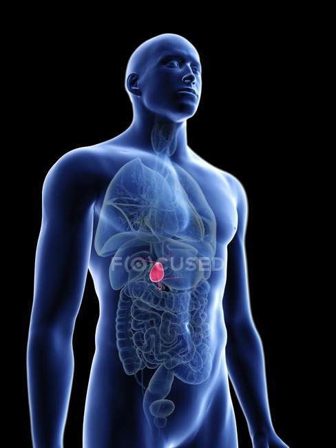 Illustration der transparenten blauen Silhouette des männlichen Körpers mit farbiger Gallenblase. — Stockfoto