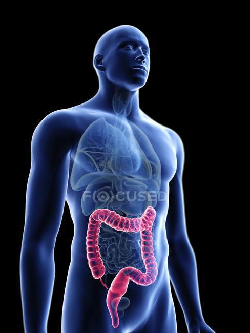 Illustration of transparent blue silhouette of male body with colored colon. — Stock Photo