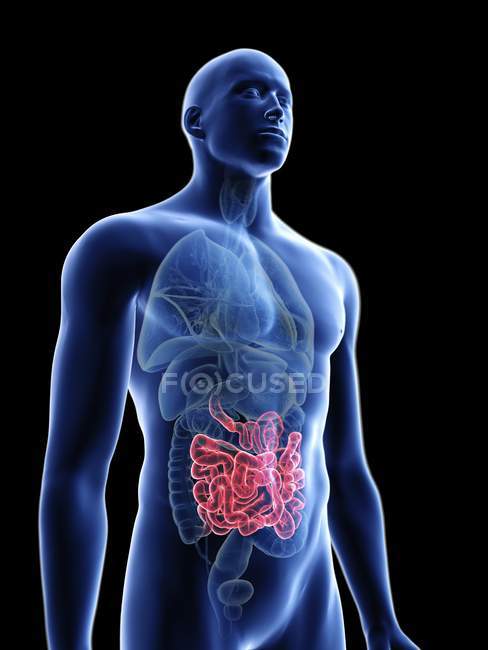 Ilustración de silueta azul transparente del cuerpo masculino con intestino delgado coloreado
. - foto de stock