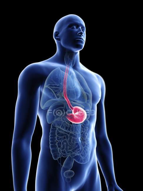Illustration of transparent blue silhouette of male body with colored stomach. — Stock Photo