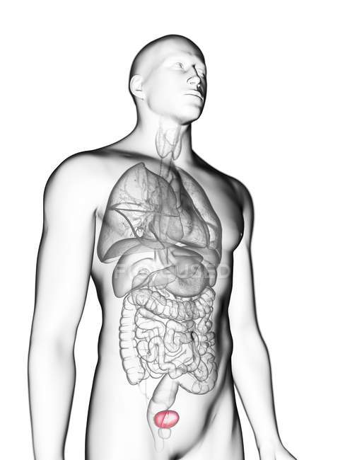 Ilustración de silueta gris transparente del cuerpo masculino con vejiga de color
. - foto de stock