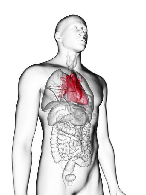 Ілюстрація прозорі сірий силует чоловічого тіла з кольоровими серця. — стокове фото