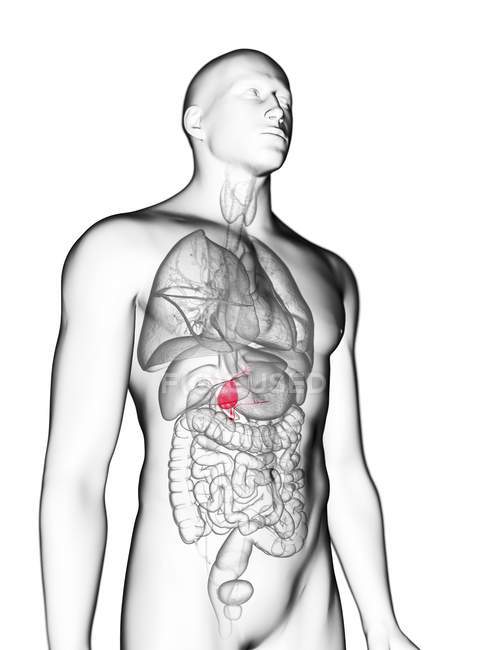 Illustration der durchsichtigen grauen Silhouette des männlichen Körpers mit farbiger Gallenblase. — Stockfoto