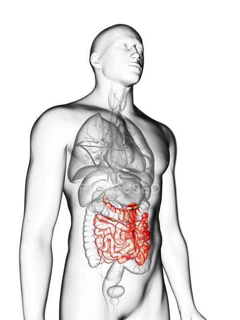Ilustración de silueta gris transparente del cuerpo masculino con intestino delgado coloreado . - foto de stock