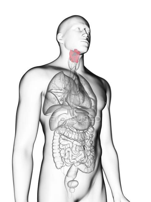 Ilustración de silueta gris transparente del cuerpo masculino con laringe de color . - foto de stock