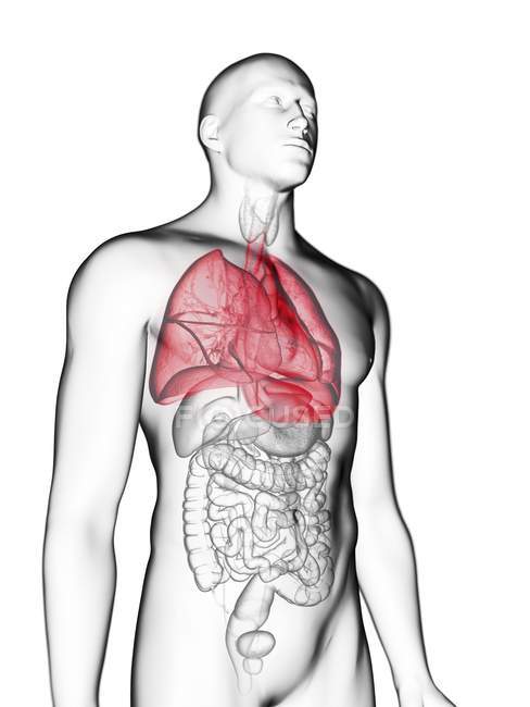 Ілюстрація прозорі сірий силует чоловічого тіла з кольоровими легені. — стокове фото
