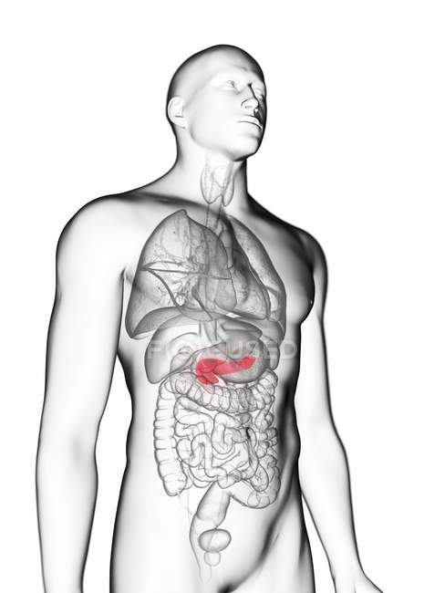 Ilustración de silueta gris transparente del cuerpo masculino con páncreas coloreado . - foto de stock