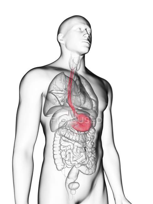 Ilustración de silueta gris transparente del cuerpo masculino con el estómago coloreado . - foto de stock